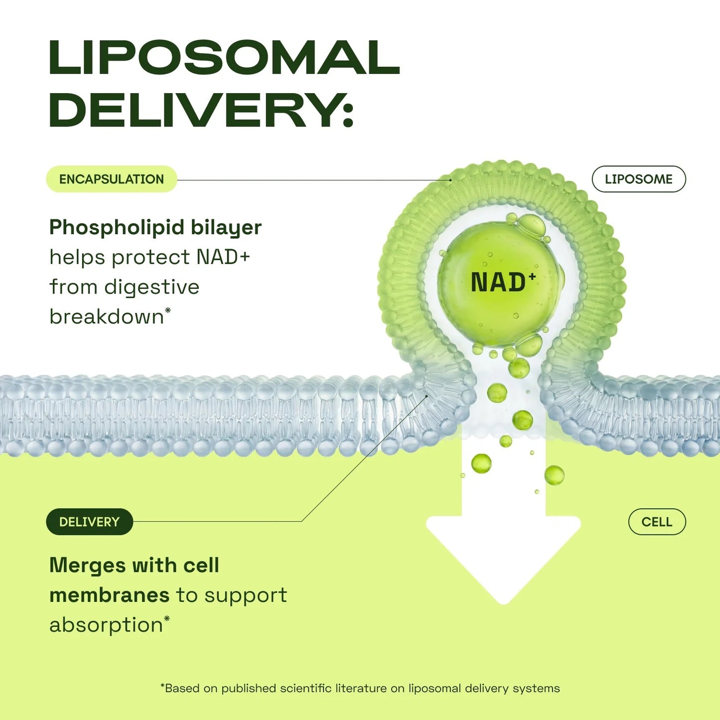 Liposomal NAD⁺